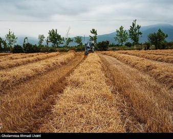 افزایش 5 برابری واردات گندم کشورهای عربی از برزیل در بحبوحه جنگ اوکراین