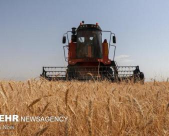 امسال ۹ هزار تن گندم و جو از مزارع خلخال برداشت می‌شود