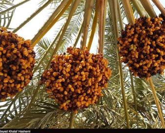 نمایشگاه خرما در استان بوشهر بهمن ماه امسال برگزار می‌شود