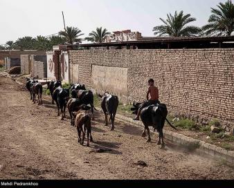 احداث 107 استخر برای گاومیش داران غرب خوزستان