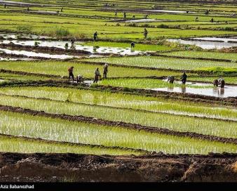 روایتی از صف دلالان پشت مرز شالیزارهای زنجان/ سودجویانی که دسترنج کشاورزان را به یغما می‌برند