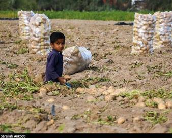 پیگیر کشت قراردادی در جنوب استان کرمان هستیم/ راه‌اندازی پایانه صادراتی دست واسطه‌ها را قطع می‌کند