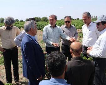 عضو کمیسیون کشاورزی مجلس: خسارت آفات باید زیرپوشش بیمه قرار بگیرد