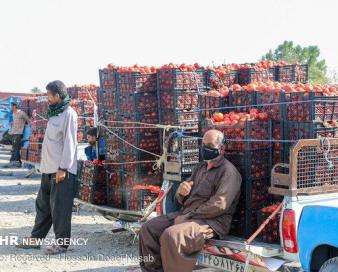 دست دلالان از محصولات کشاورزی کرمان کوتاه شود