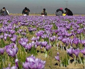 اجازه ورود دلالان و مافیای زعفران را به بورس کالا نمی‌دهیم