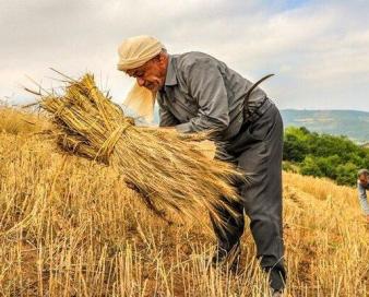 کشت فراسرزمینی چقدر به پیشبرد برنامه های خودکفایی ایران کمک کرد؟