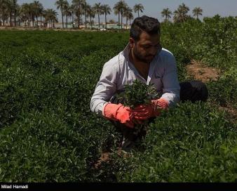 1.3میلیون دلار سبزی و صیفی در یک سال گذشته صادر شد