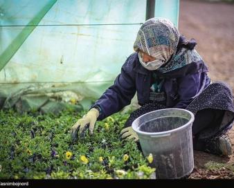 کشت گلخانه‌ای همدان توسعه یابد؛ کم آبی استان کنترل می‌شود/ هرکیلو محصول گلخانه‌ای 400 لیتر صرفه‌جویی آبی دارد