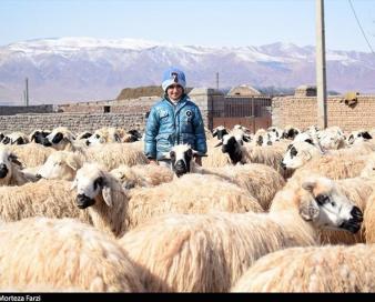 ازسرگیری صادرات دام تا 2 هفته آینده/ دام ایران به 2 برابر قیمت جهانی فروش می‌رود