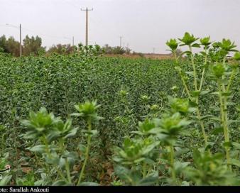 بارانداز گیاهان دارویی در لرستان ایجاد می‌شود