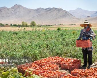 صادرات گوجه فرنگی و پیاز مشمول عوارض شد