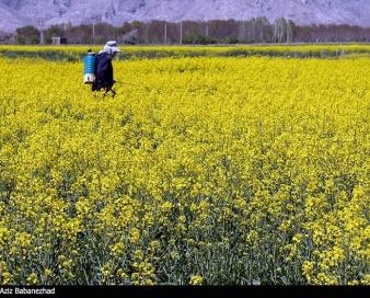 کشت کلزا در استان تهران به 600 هکتار رسید