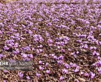 زعفران ایران به ۶۵ کشور دنیا صادر می‌شود