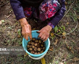 گردوی تویسرکان در پیچ و خم بی مهری