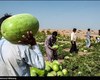 ممنوعیت صادرات صیفی‌جات با حکم دیوان عدالت اداری لغو شد