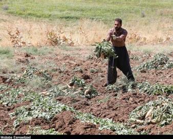 اردبیل قابلیت تولید 100 درصد بذر چغندرقند کشور و صادرات را دارد