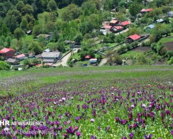 کشت قراردادی ۲۳۰۰ هکتار گیاه دارویی/ احتمال ممنوعیت واردات