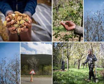 نقش کمرنگ بیمه برای جبران خسارت های کشاورزان در کرمان