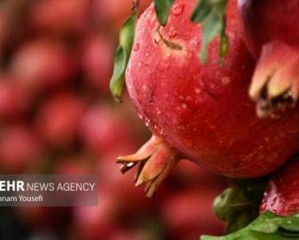 برآورد تولید ۱.۲ میلیون تن انار به رغم خشکسالی و سرمازدگی