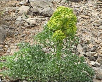 ۷۰ کیلوگرم بذر آنغوزه قاچاق در مرز زمینی دوغارون کشف شد