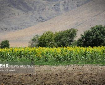 رمز رسیدن به اقتدار غذایی انتقال یافته‌های دانشمندان به مزرعه است