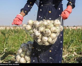 اتحادیه بارفروشان: پیاز ارزان شد