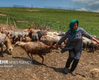 سهم ایران از ۵ میلیون تن واردات خوراک دام همسایگان صفر است