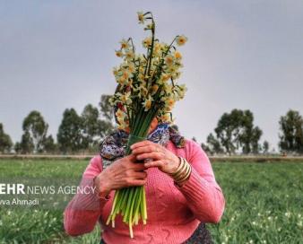 جلوه گری بهاری گل نرگس در دشت های زمستانه مازندران