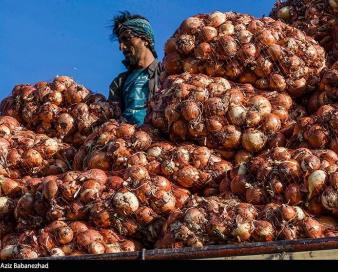 عوارض 100 درصدی صادرات پیاز ابلاغ شد