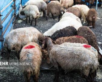 توقف صادرات دام از لرستان برای جلوگیری از افزایش قیمت گوشت قرمز