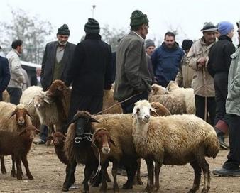 صادرات بیش از 4هزار رأس دام سبک از مرز‌های کردستان