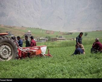 بیمه تامین اجتماعی تنها 6 ماه در سال شامل کشاورزان لرستان می‌شود