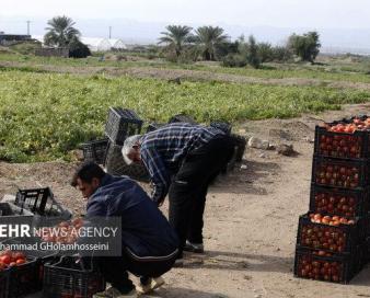 لغو عوارض ۷۰ درصدی صادرات گوجه فرنگی