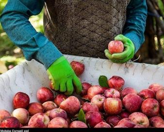 سیب نوروزی کشور توسط آذربایجان‌ غربی تامین می‌شود