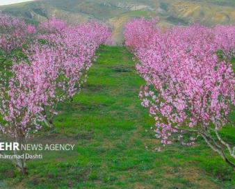 کمتر از ۱۰ درصد باغداران مشگین‌شهری بیمه دارند