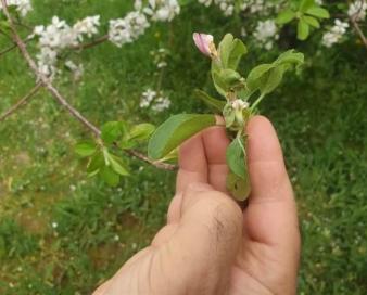 خسارت 219 میلیاردتومانی سرمازدگی به باغداران نیشابوری