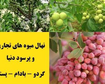 3 نهال میوه‌ای که رکورد باردهی در ایران را زد!