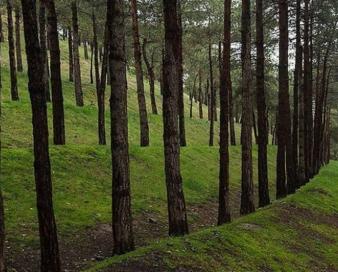 احداث 5 هتل در بوستان‌های جنگلی تهران