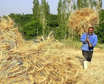 ۳۰ هزار میلیارد ریال مطالبه گندمکاران ایلام پرداخت شده است