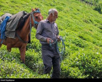 گلایه واردکنندگان از منوط کردن واردات چای به خرید چای داخلی