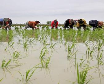 مازندرانی‌ها ۲ سال بدِ کشاورزی را پشت‌سر گذاشتند/ مجوزی برای واردات صادر نشود