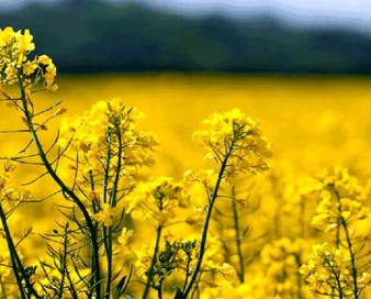 خودکفایی کالاهای اساسی با حرف محقق نمی‌شود