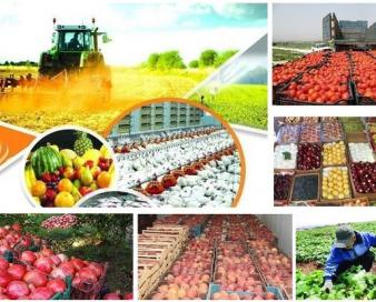 صادرات ۲۱۴ میلیون دلاری محصولات کشاورزی در گیلان