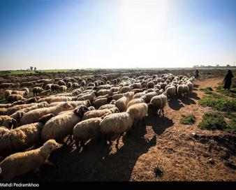 پاکستان، عامل ورود تب برفکی به ایران