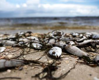 ذخایر آبزیان ته کشیده/ از ترال تا کشاورزی همگی دخیل هستند