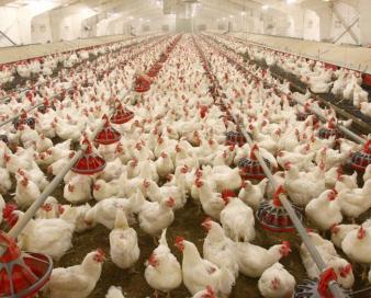 خرید تضمینی مرغ راه حلی برای حمایت از مرغداران